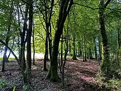 Buchenwald im Hirschfelder Bachtal