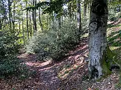 Buchenwald mit Stechpalme östl. der Hofschaft Brebach