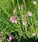 Glocken-Heide (Erica tetralix)