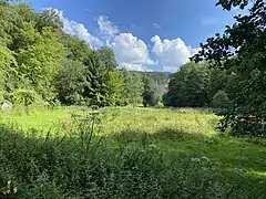 Hochstaudenflur in der Aue des Puder Bachtales bei Großkatern