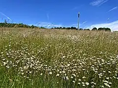 Margeriten-Wiese am Nordhang