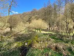 Teich, Totholz, Kopfweiden im mittleren Untenholzer Bachtal