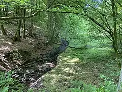 Buchen-Eichenwälder am Mittellauf