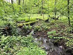 Mixsiepen im Erlenauwald kurz vor der Mündung in den Bökerbach