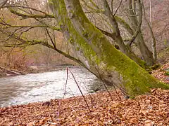 Blick auf die Wupper: Waldhang rechts im Naturschutzgebiet „Wupperhang zwischen Fuchskuhl und Unterholzer Bach“