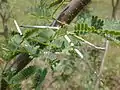 Zu Dornen umgebildete Nebenblätter bei Prosopis pallida