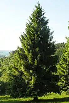 Gemeine Fichte(Picea abies)