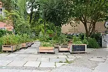 Urban Gardening im Inselgarten auf der Roten Insel, August 2016