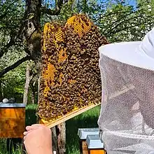 Oberträger mit Bienen aus einer Bienenbarke / Top Bar Hive