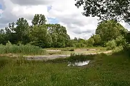 Naturnahe Kleingewässer im Marienbergpark