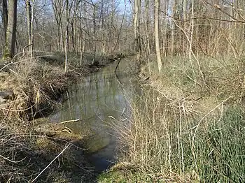 Winter-Schachtelhalm an einem Bach im Nauwald