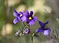 Nemesia fruticans