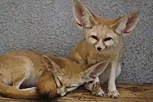 Foto zweier Fenneks