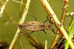 Wasserskorpion Nepa cinerea