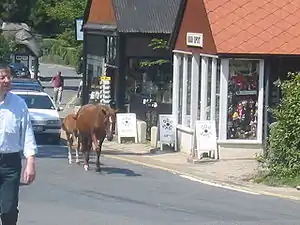 Ponys auf der Straße in Burley