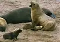 Neuseeländische Seelöwen auf Enderby Island