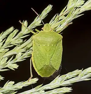 Grüne Reiswanze (Nezara viridula)