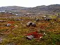 Tundra in Nunavut