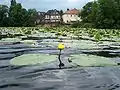 Schwimmende Gelbe Teichroseoberhalb des Mühlgrabenabzweigs