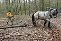 Bodenschonende Waldarbeiten mit Rückepferd im Ober-Olmer Wald