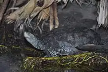 Die Schildkröte steht am Rand einer Wasserfläche und streckt ihren Kopf nach oben. Auf ihrem Kopf und Hals wechseln sich schmale schwarze mit hellen Streifen ab. Eines ihrer Vorderbeine ruht auf einer Wurzel, es zeigt die gleichen Streifen und starke Krallen. Der Rückenpanzer der Schildkröte ist einheitlich graubraun in der Färbung und stellenweise nass. Die Umgebung ist feucht, hinter der Schildkröte sind Pflanzenstiele zu sehen.