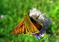 Schmetterling Ochlodes sylvanus