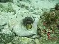 Octopus vulgaris