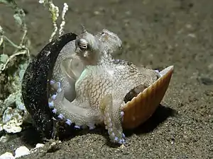 Amphioctopus marginatus