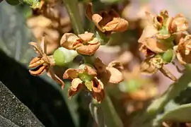 Fruchtansatz nach der Blüte