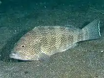 Epinephelus areolatus