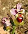 Ophrys tenthrediniferaSpanien – Mallorca