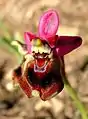 Ophrys tenthrediniferaSpanien – Mallorca