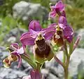 Ophrys tenthrediniferaPortugal – Algarve