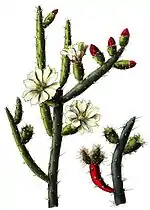 Opuntia salmiana