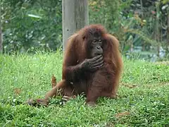 Orang-Utan