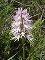 Orchis italicaBlütenstand – Portugal