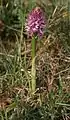 Orchis italicaHabitus – Toscana