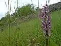 Helmknabenkraut (Orchis militaris) im FND "Steppenheide Bachwingert" im unteren Hergstbachtal