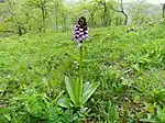 Purpur-Knabenkraut (Orchis purpurea)