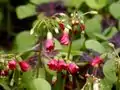 Blütenstand des Glücksklees (Oxalis tetraphylla)