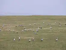 Paradieskraniche im Bontebok-Nationalpark, Westkap, Südafrika