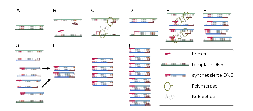 PCR