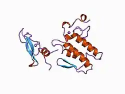 Beta-bungarotoxin B chain-like