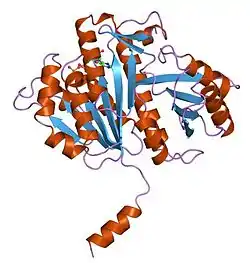 Zellteilungsprotein FtsZ1 (Methanococcus jannaschii)