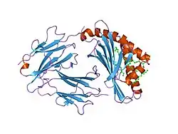 T-cell surface glycoprotein CD1b