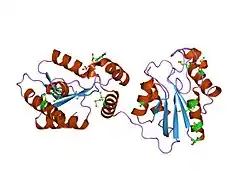 T4-Polynukleotidkinase