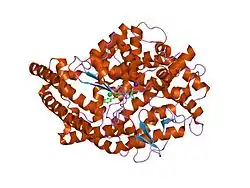 Angiotensin-konvertierendes Enzym