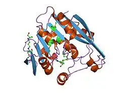 Thiopurin-Methyltransferase