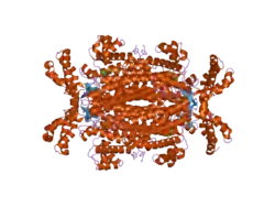 Adenylosuccinat-Lyase