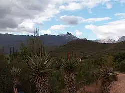 Landschaft bei Ladismith